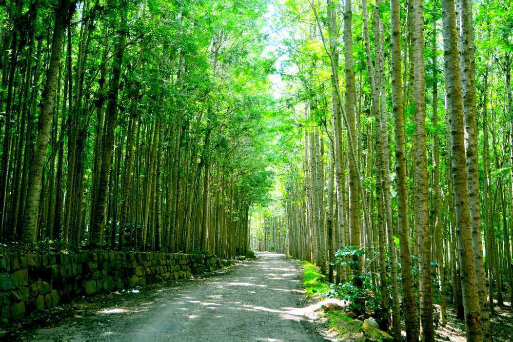 Yarcaud